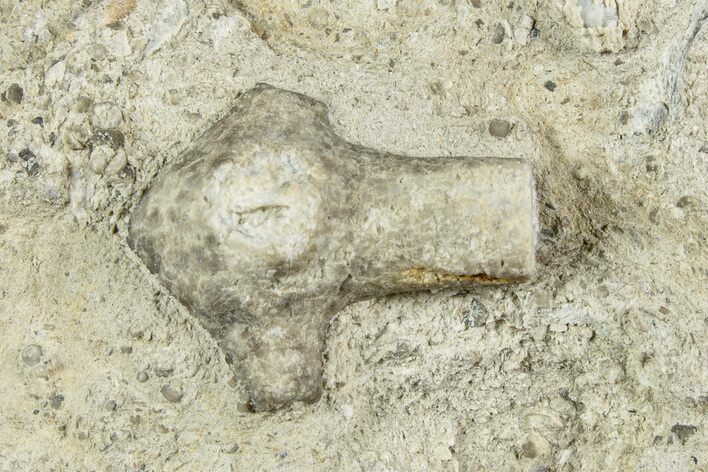 Crinoid (Ancyrocrinus) Fossil Grapnel - Paulding, Ohio #232266